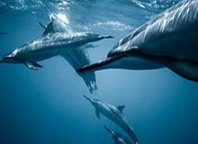 乐鱼app-高夫2-1淘汰本西奇晋级迈阿密站半决赛